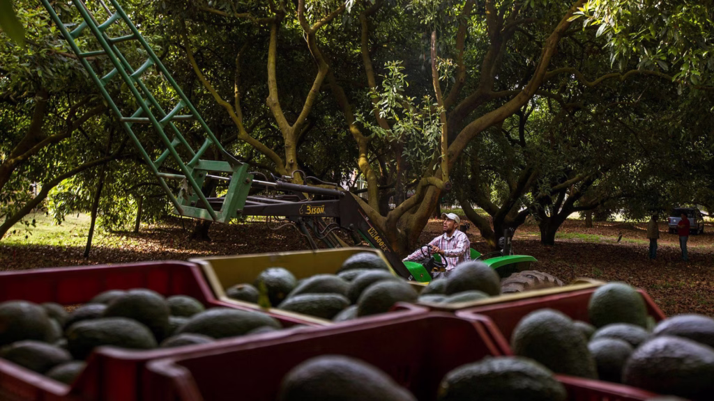 Cajas con aguacates cosechados frente a maquinaria utilizada dentro de una plantación