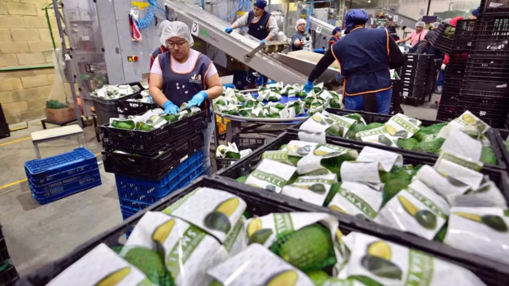 Trabajadoras seleccionan y empacan aguacates dentro de una planta procesadora