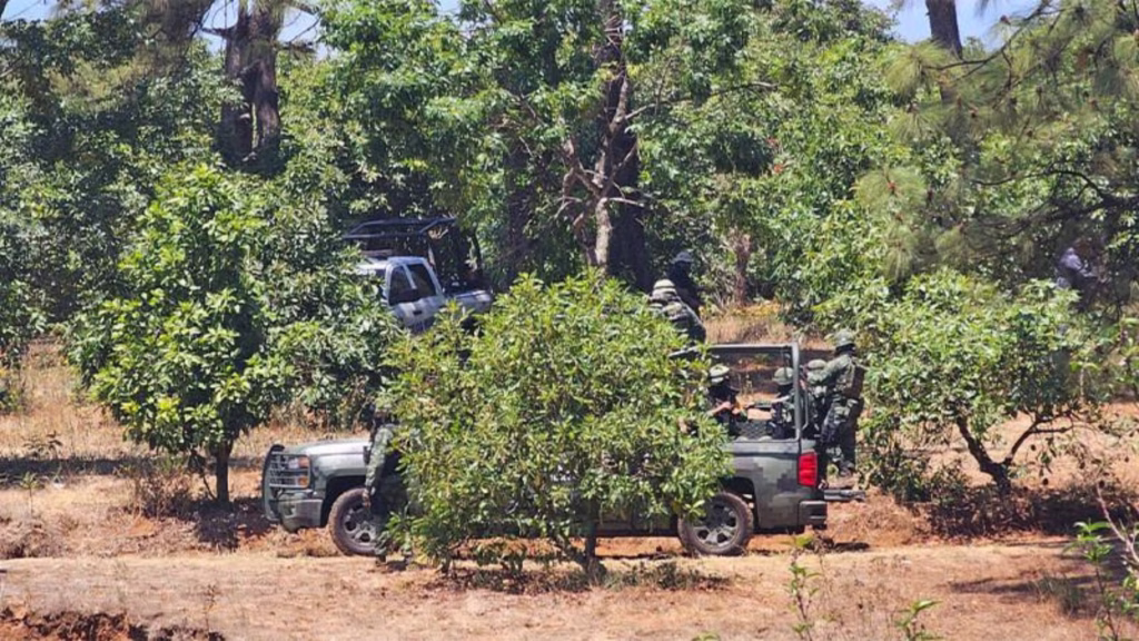 Elementos armados recorren una huerta de aguacate durante un operativo de seguridad