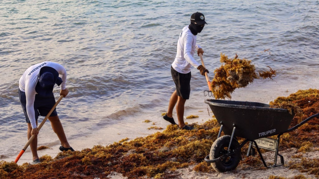 Personal realiza labores de retiro de sargazo en una playa de Puerto Morelos.
