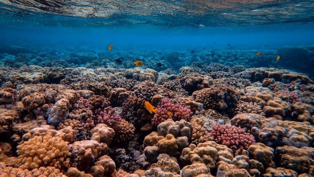 La restauración coralina enfrenta el deterioro acumulado de los arrecifes del Caribe Mexicano.