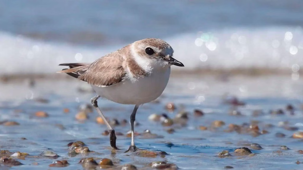 Las aves playeras utilizan las zonas costeras de Cozumel como espacios de descanso y alimentación durante sus rutas migratorias.