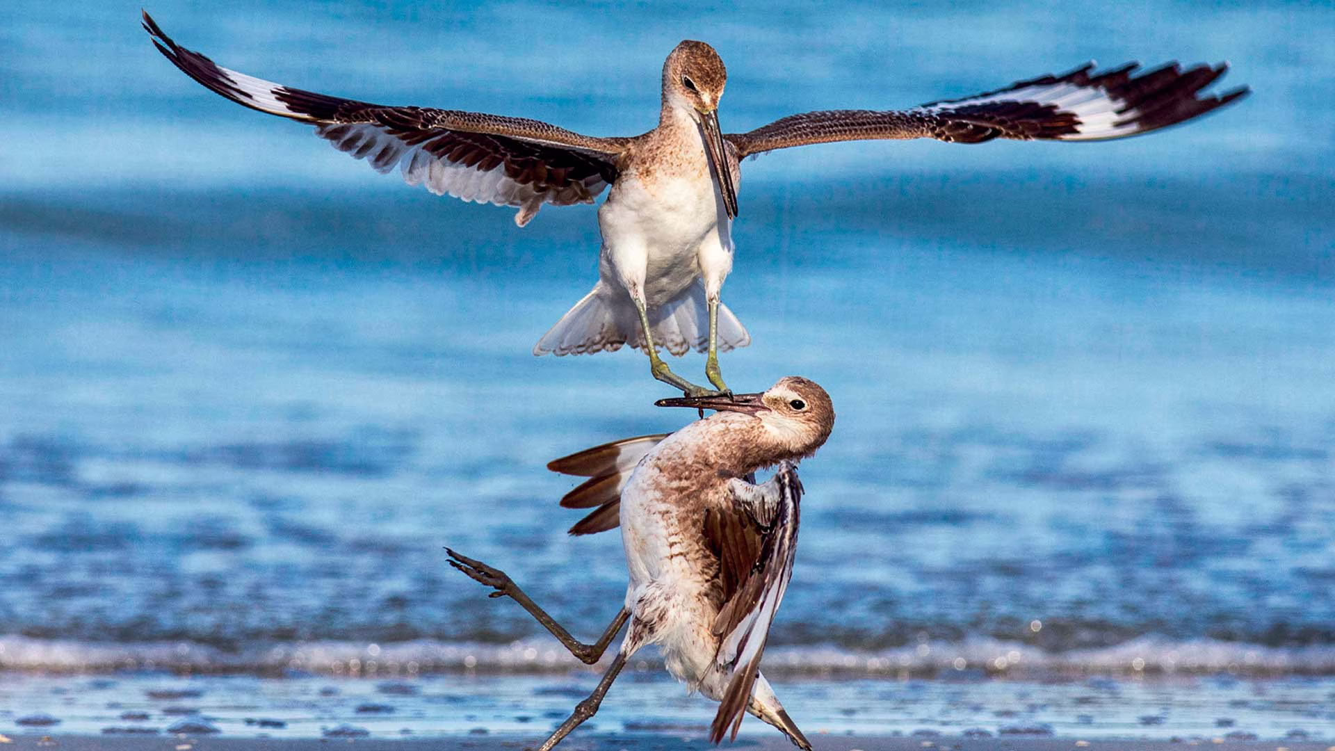 Las playas, humedales y manglares funcionan como refugio para diversas especies de aves residentes y migratorias.