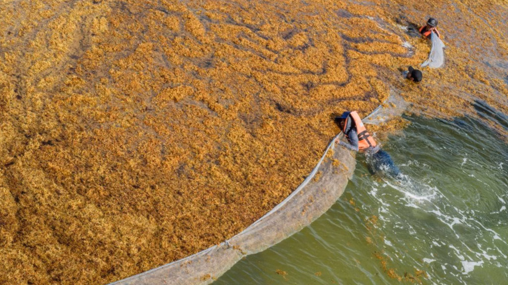 La estrategia contra el sargazo busca incrementar la captura de la macroalga antes de que alcance las playas.