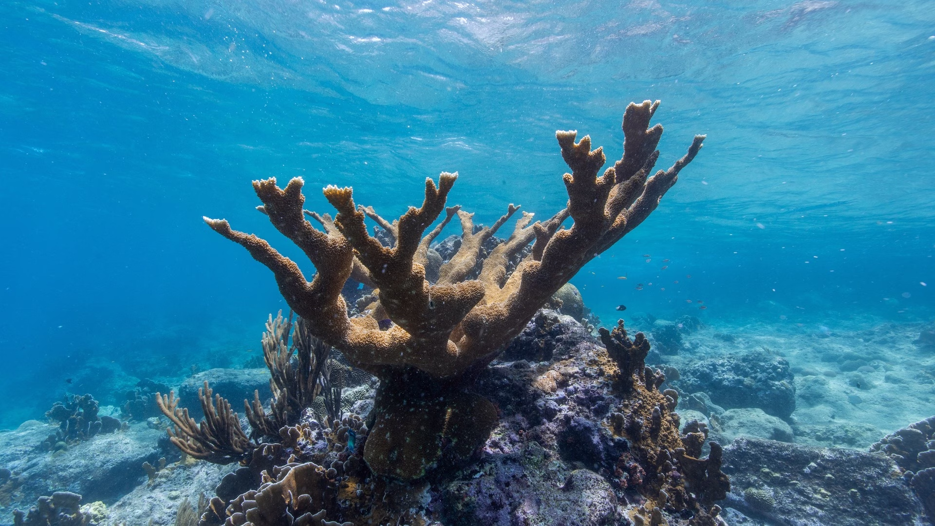 El coral Cuerno de Alce es una de las especies utilizadas en programas de restauración arrecifal.