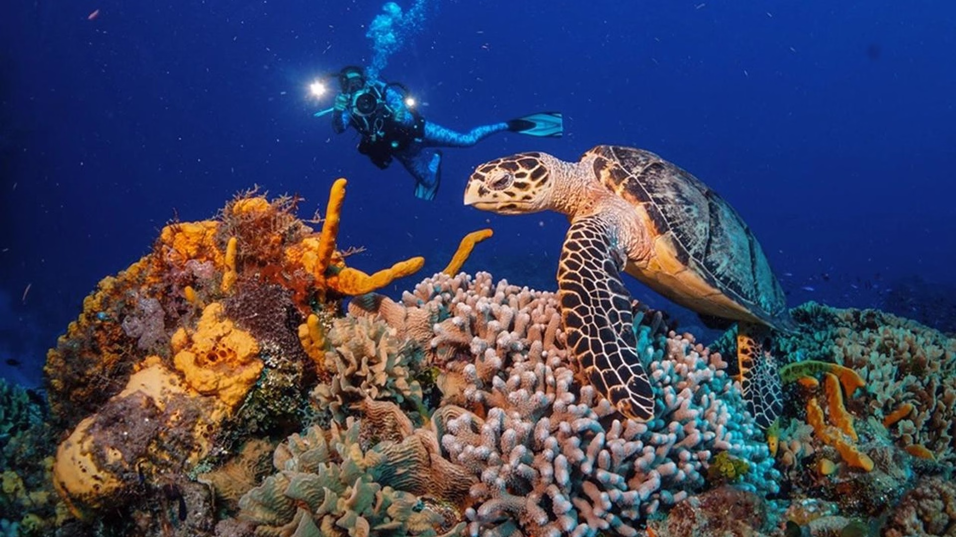 Los arrecifes y la biodiversidad marina representan una alternativa para diversificar la oferta turística de Cozumel.