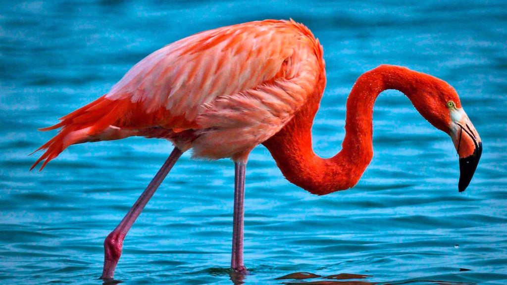 Los humedales costeros proporcionan alimento y refugio para especies como el flamenco americano.