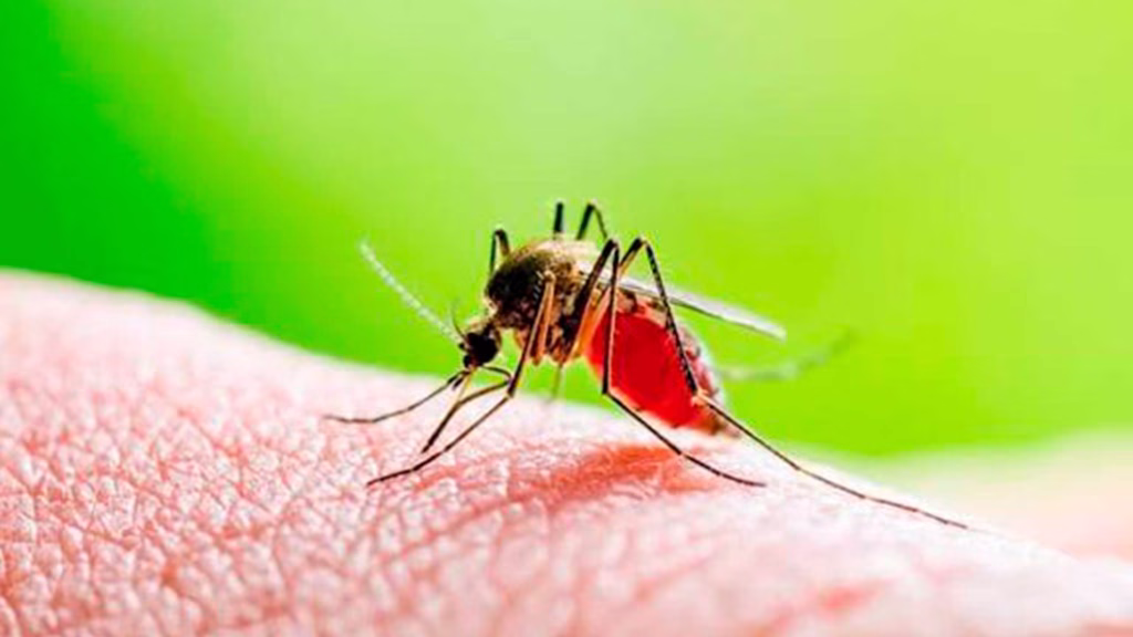Los flebótomos infectados pueden transmitir el parásito Leishmania mediante su picadura.