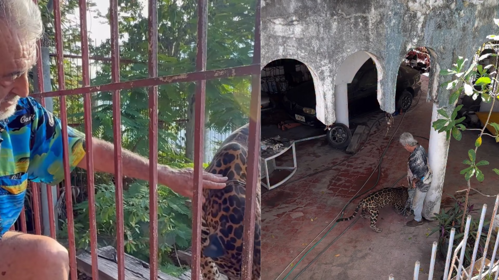 Los videos recientes vuelven a colocar bajo atención la situación administrativa y las condiciones de manejo del jaguar.