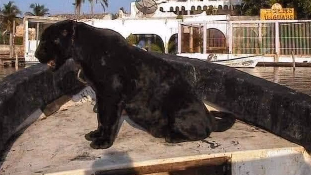 Un jaguar negro en las instalaciones vinculadas a Pepe Jaguar Kingdom, parte de los antecedentes ambientales documentados en Cancún.