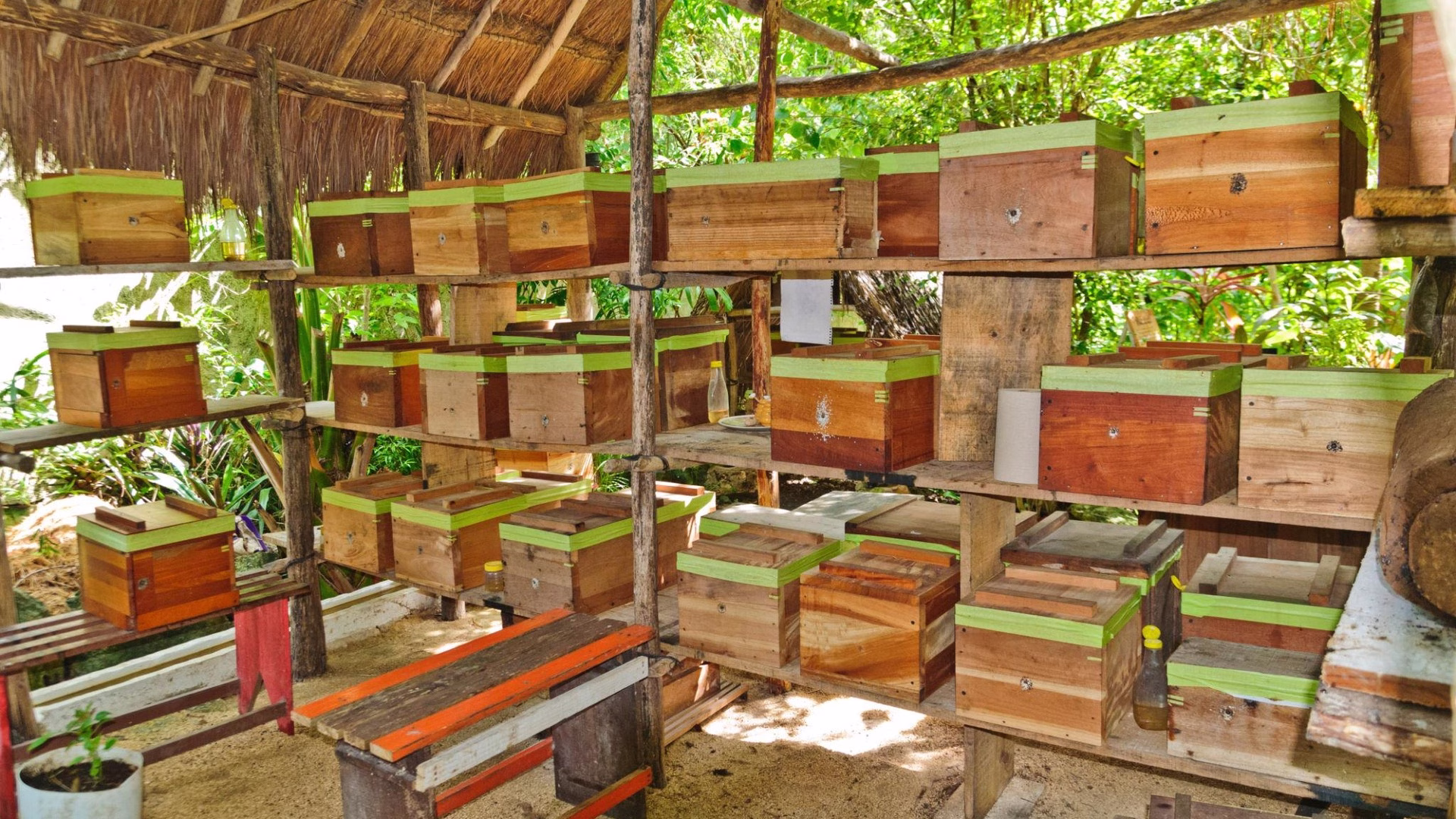 Los productores mantienen sistemas tradicionales para preservar la abeja melipona y la producción de miel.
