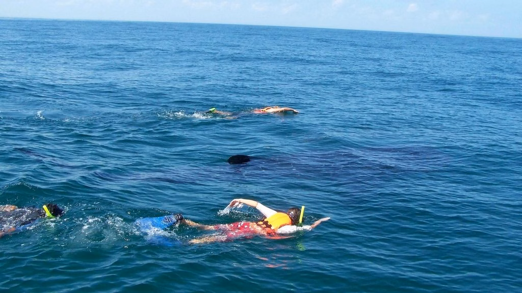 El turismo de naturaleza alrededor del tiburón ballena opera durante una temporada limitada del año en el Caribe mexicano.