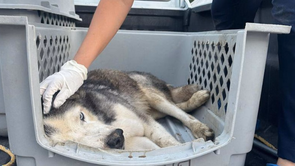Un perro recibe atención tras ser rescatado; durante 2026 autoridades de Quintana Roo han documentado intervenciones relacionadas con abandono y maltrato animal.
