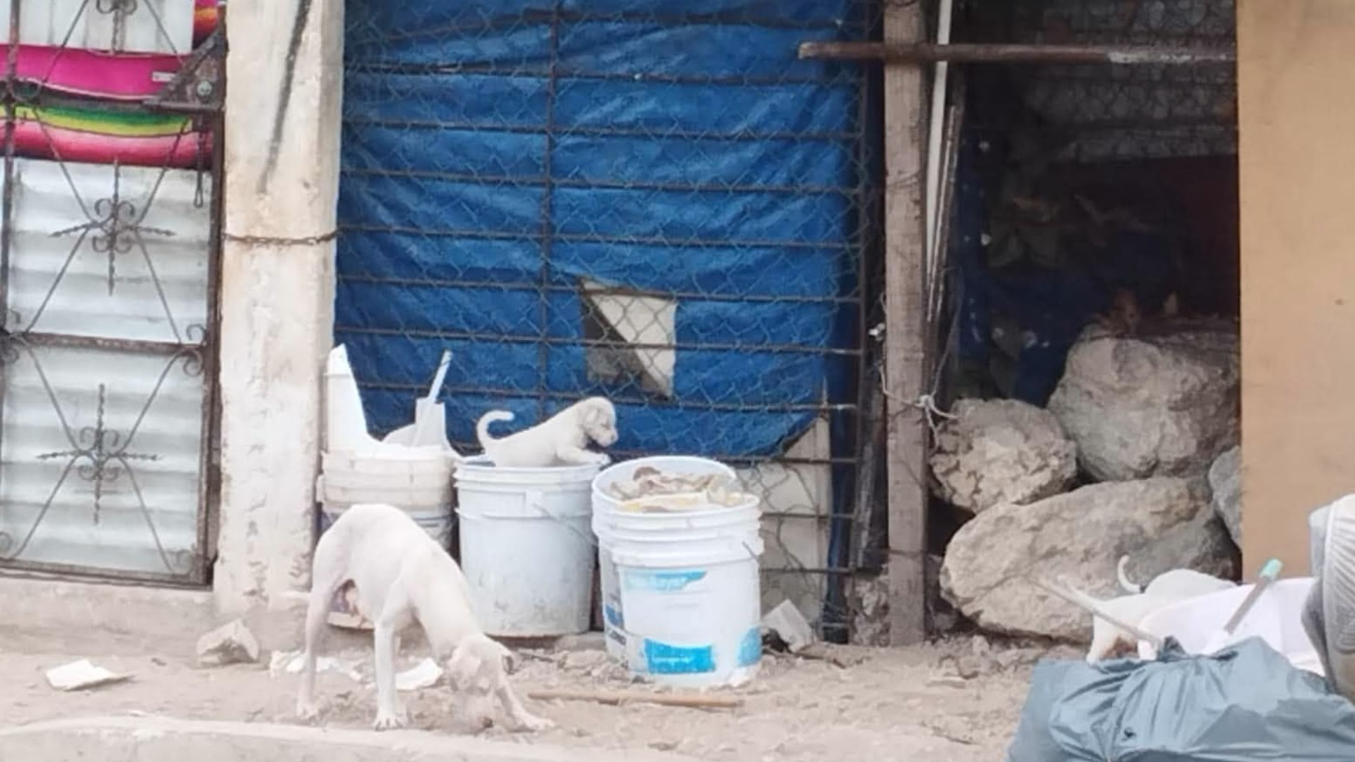 Autoridades han atendido durante 2026 reportes de animales encontrados sin condiciones adecuadas de alimentación, higiene y resguardo.