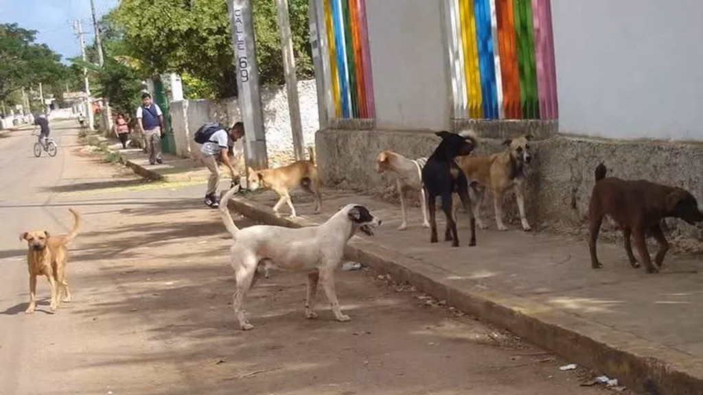 Cancún enfrenta una elevada población de perros en situación de calle, aunque no existe un censo actualizado que permita establecer una cifra definitiva.