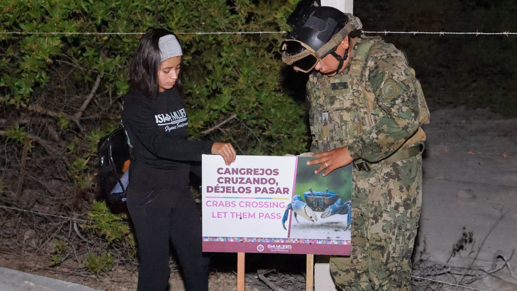 La señalización preventiva busca reducir riesgos para los cangrejos azules durante sus desplazamientos hacia la costa.
