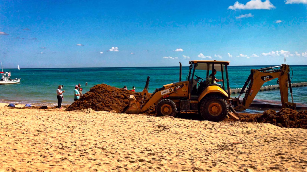 Personal y maquinaria participan en las labores de retiro de sargazo acumulado en el litoral de Playa del Carmen.