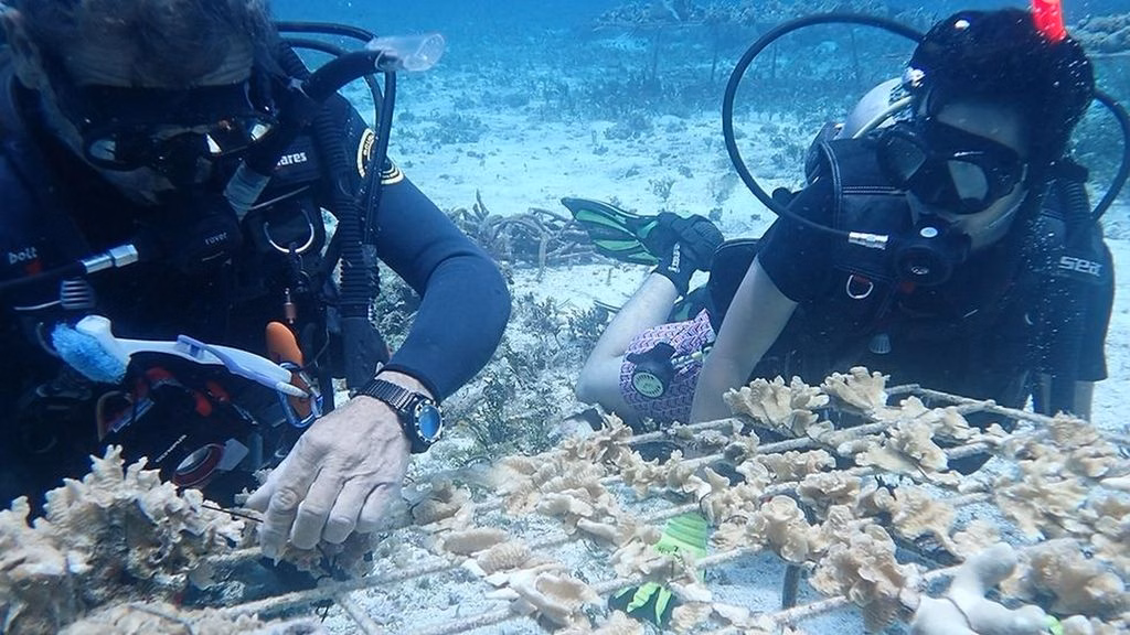 Buzos participan en labores de monitoreo y restauración de corales en el Caribe Mexicano.