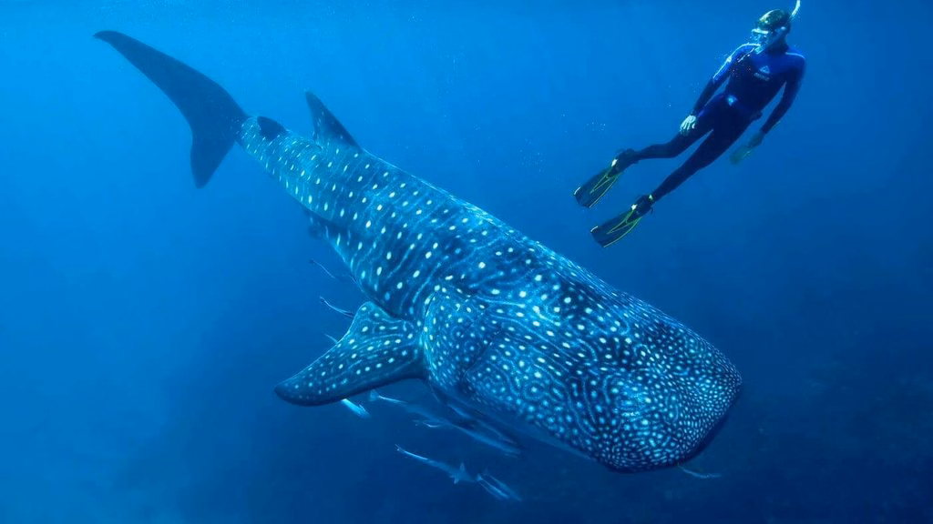 El avistamiento del tiburón ballena es una actividad turística regulada enfocada en la conservación de la especie.