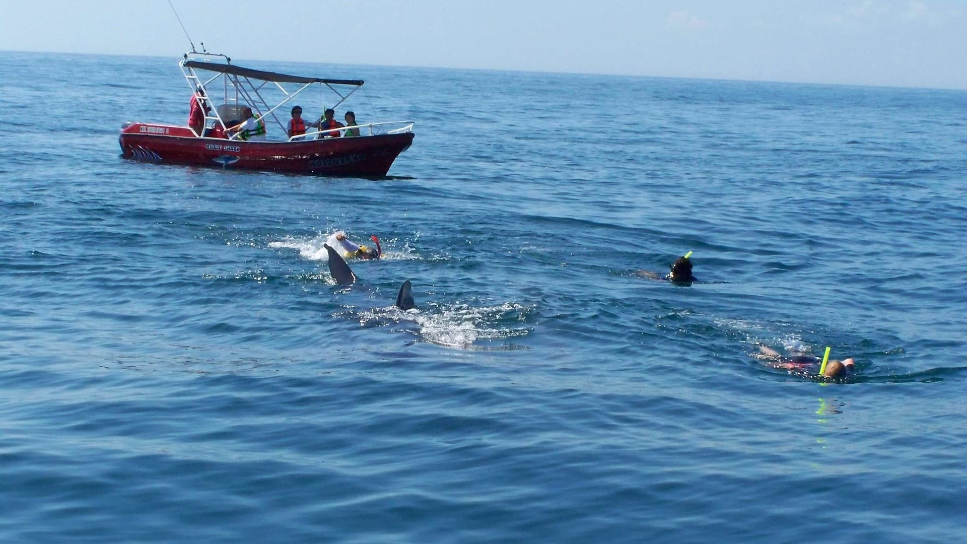 La actividad de nado con tiburón ballena representa una fuente de ingresos para prestadores turísticos de Holbox durante la temporada de avistamiento.