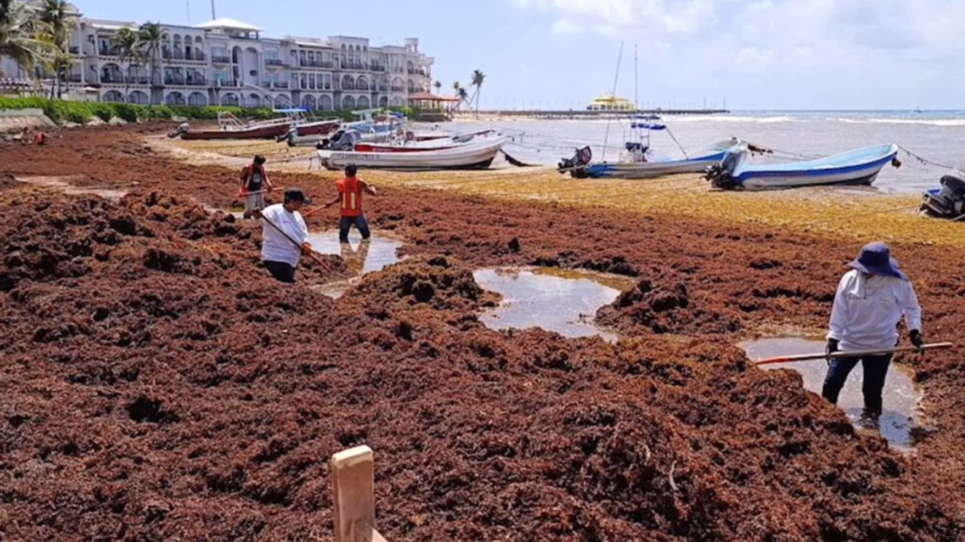 La llegada masiva de sargazo ha obligado al Caribe mexicano a desarrollar nuevas estrategias de recolección y aprovechamiento.