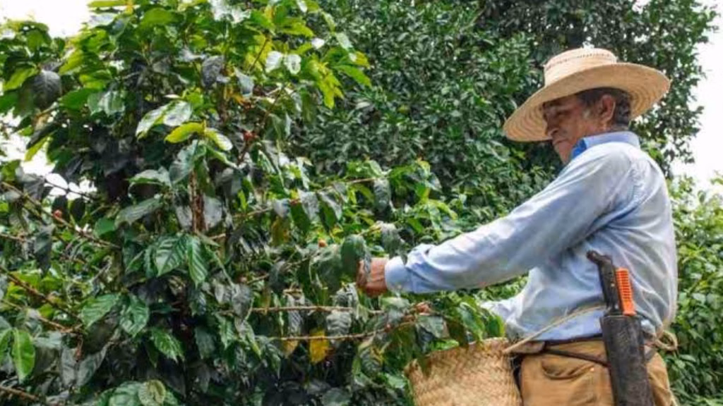 Chiapas, Veracruz y Puebla concentran más de 80% de la producción nacional de café.