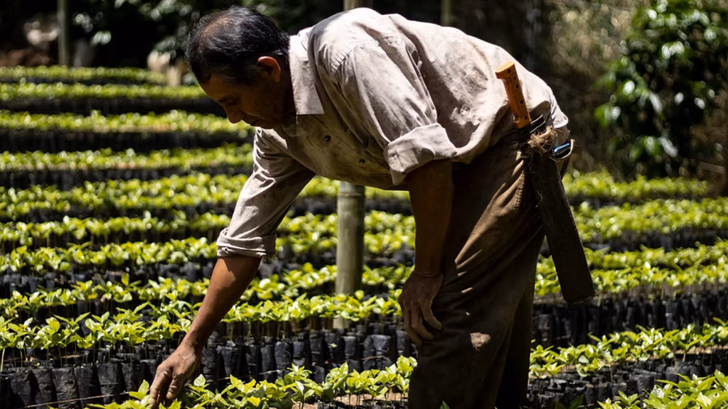 La cafeticultura mexicana depende principalmente de pequeños productores y suma cuatro años con cosechas superiores al millón de toneladas.