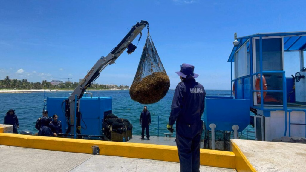 La atención al sargazo en Quintana Roo busca avanzar de la recolección hacia su aprovechamiento como materia prima.
